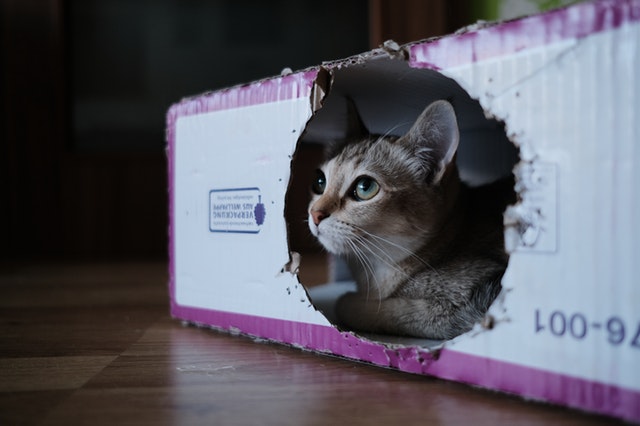 kočka v kartonové krabici
